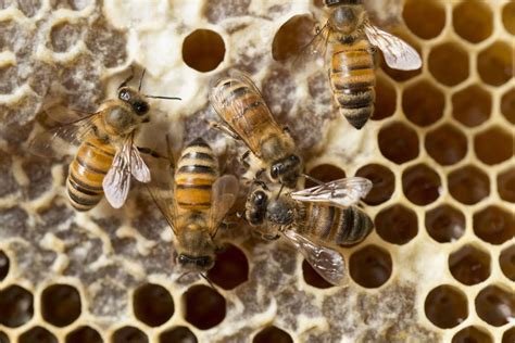 male honeybee crossword|Sexual Suicide by Honeybees .